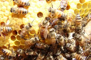 Spot the queen bee in the centre of the photograph. She is queen of her castle and gets special treatment wherever she goes. Without a queen a colony will die off.