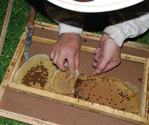 bee removals saving the brood comb