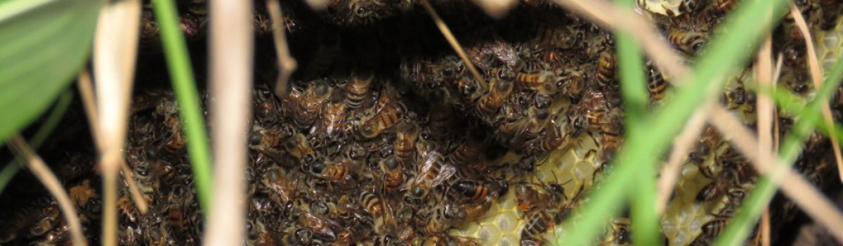 Advertise on the beekeepers website