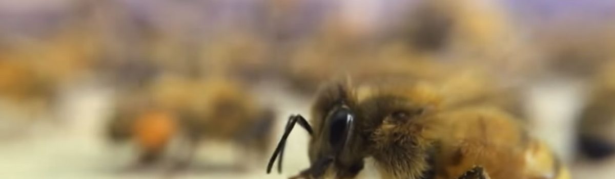 Bee pollen slow motion