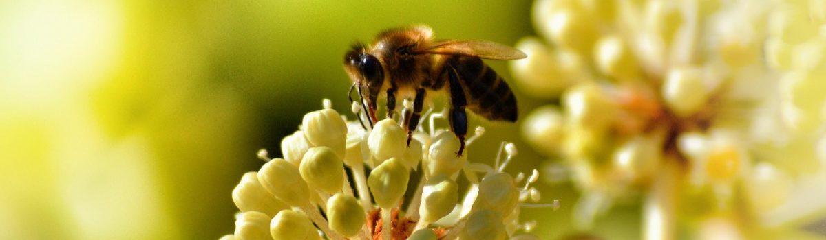 Bees and Agriculture: The Connection, the Crisis, and How to Help