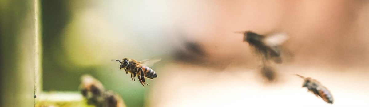 Why the Buzz About Bees is More Important Than You Think